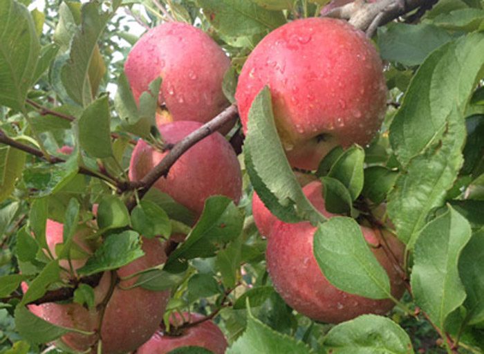 Fuji Apples