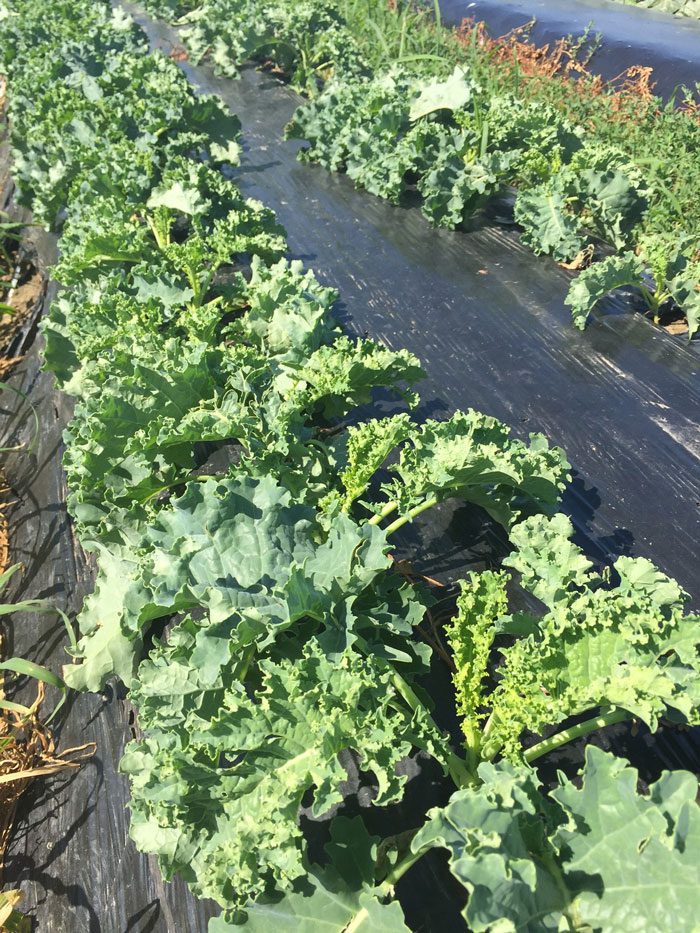 kale-in-field