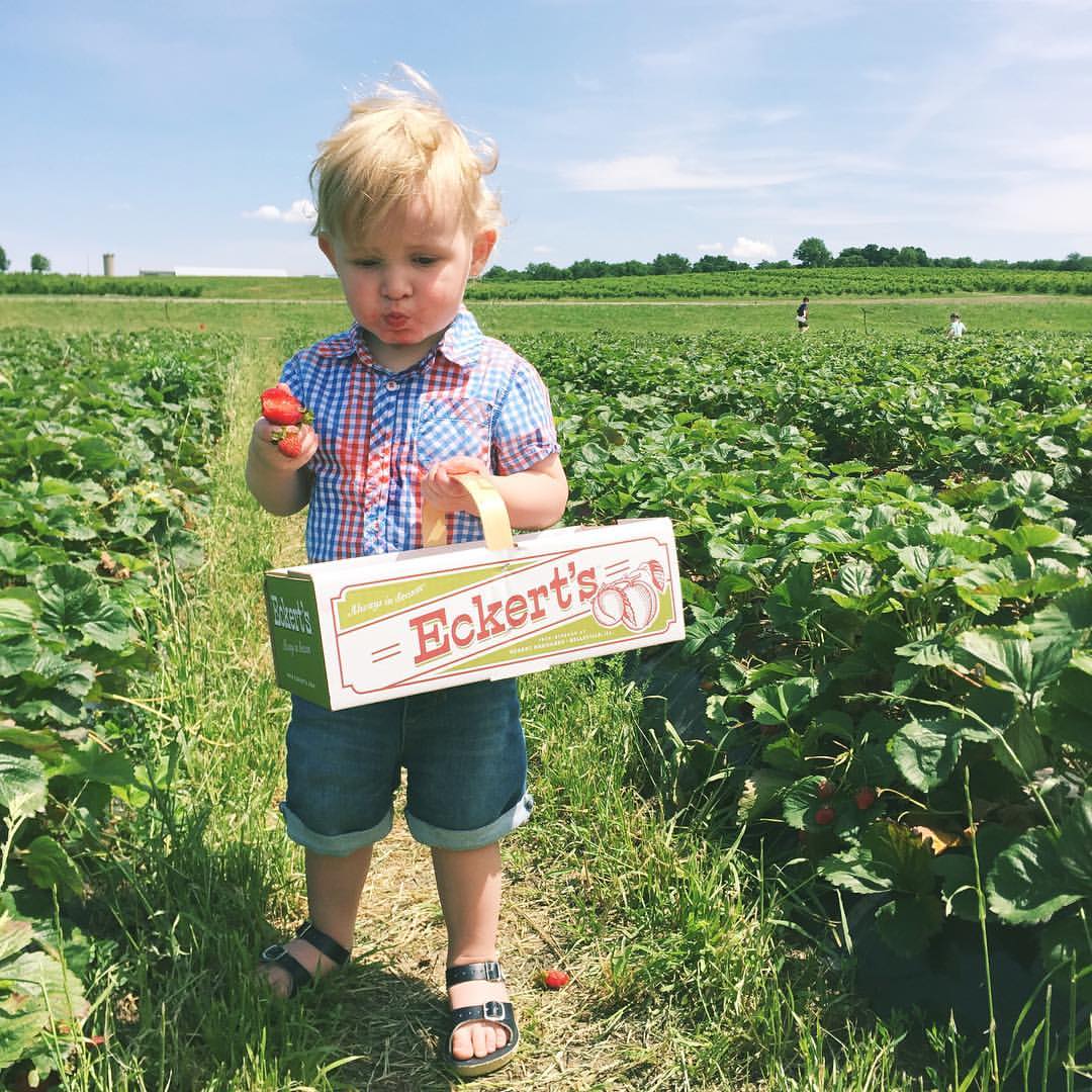 Pick Your Own Strawberries